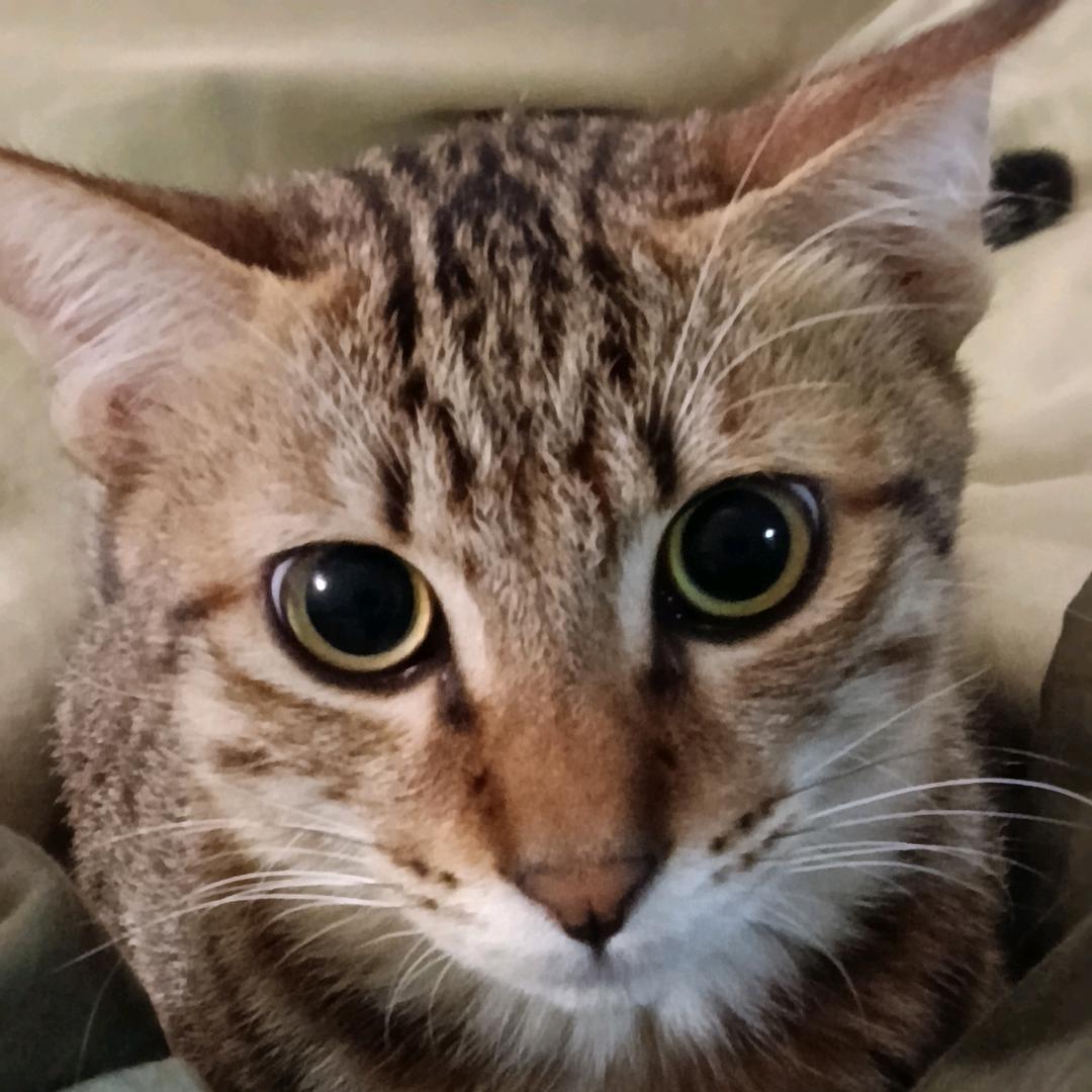 斑斑点点小条纹🐱