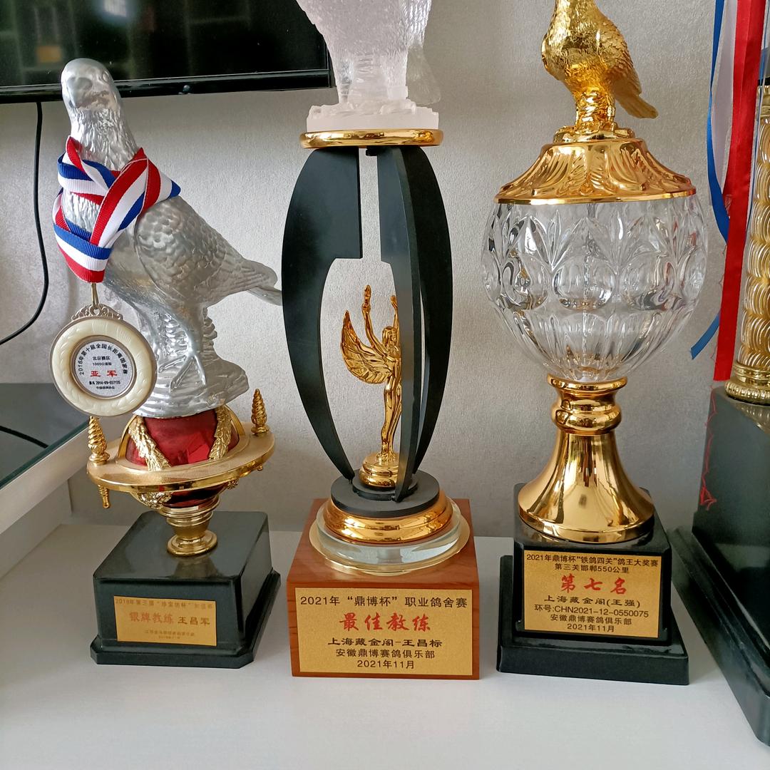君瑞赛鸽团队，王明