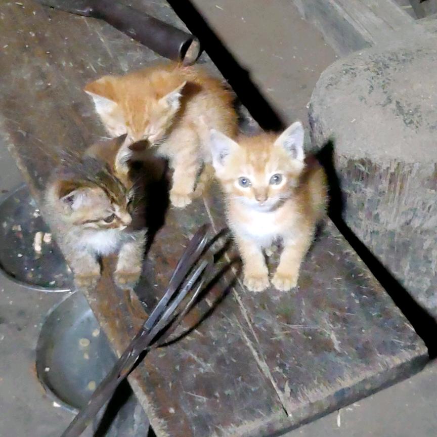 刘小兵外架内架