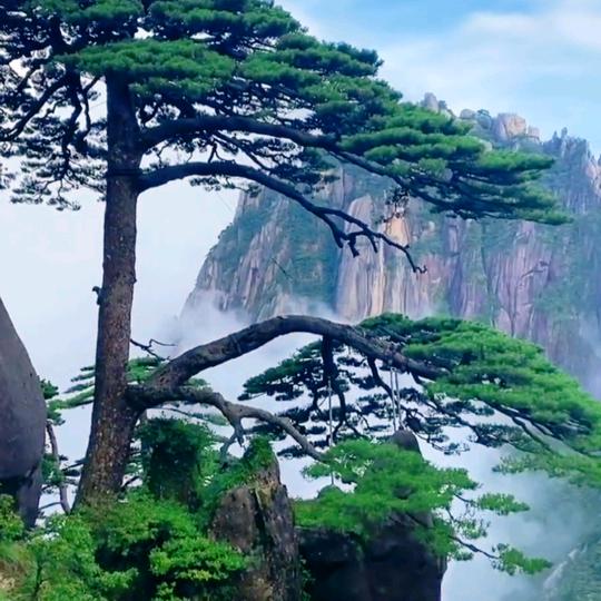 崖松