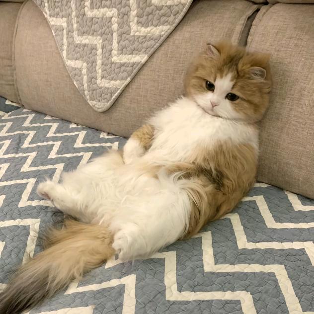 白花花的一团.🍫