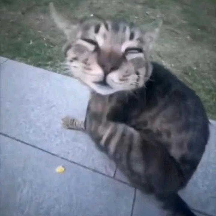 小猫薯条