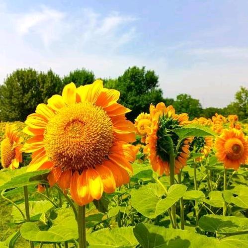 向阳而生🌳🌳🌳