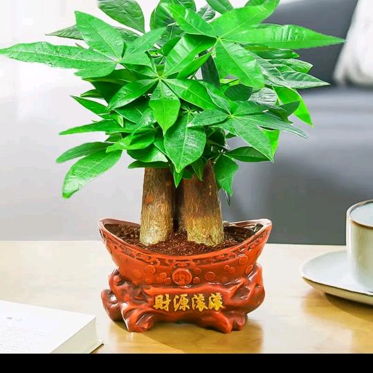 音视频线缆批发(发财树姚姐)
