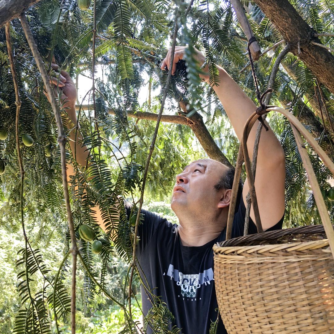 马溪云飞香榧店