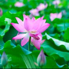 愿：我心所愿！