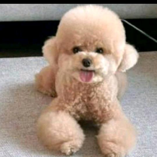 凌氏犬业（地址江苏南通）