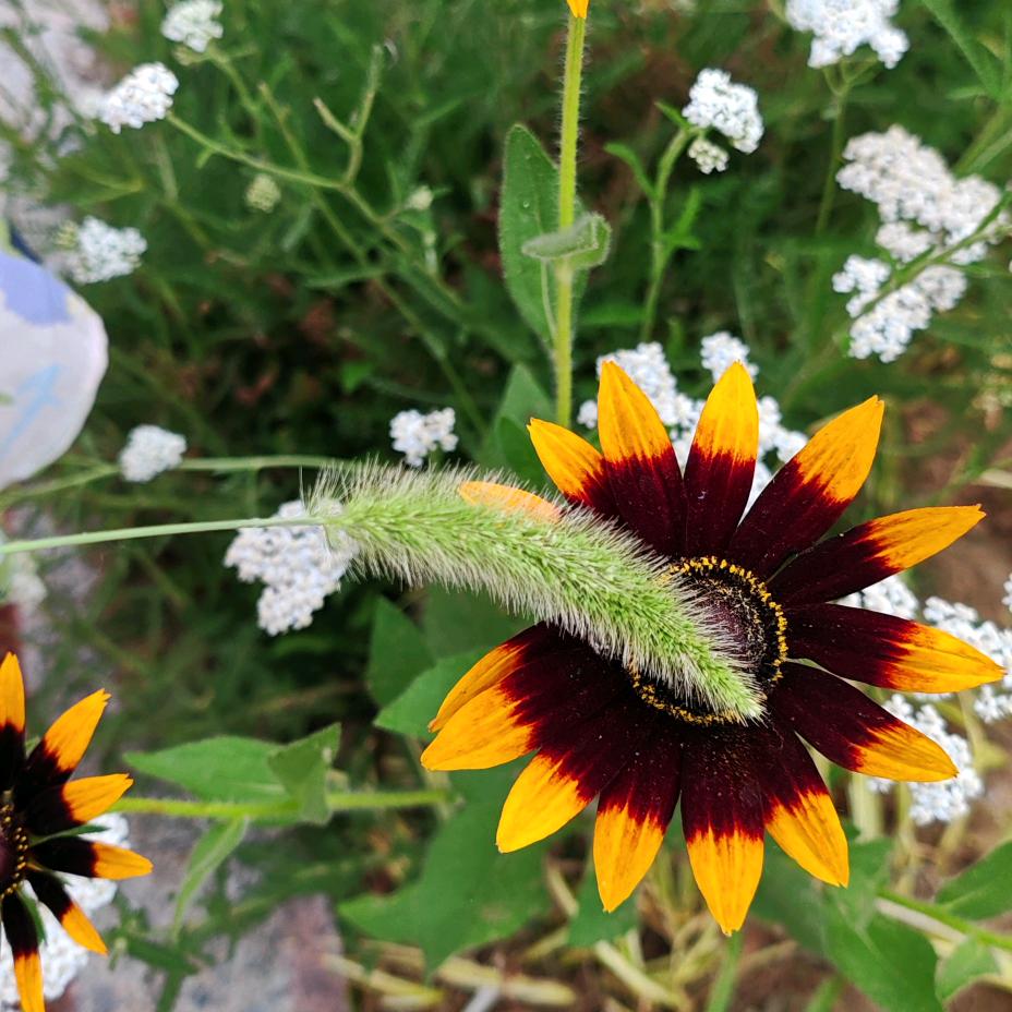 汲传华，河北专线