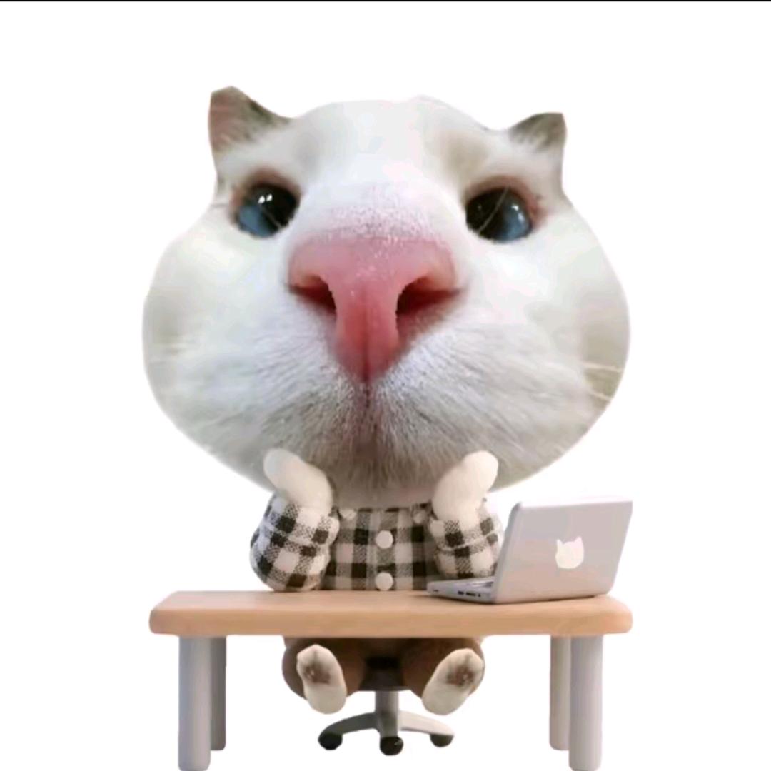 命运戏弄大肥猫