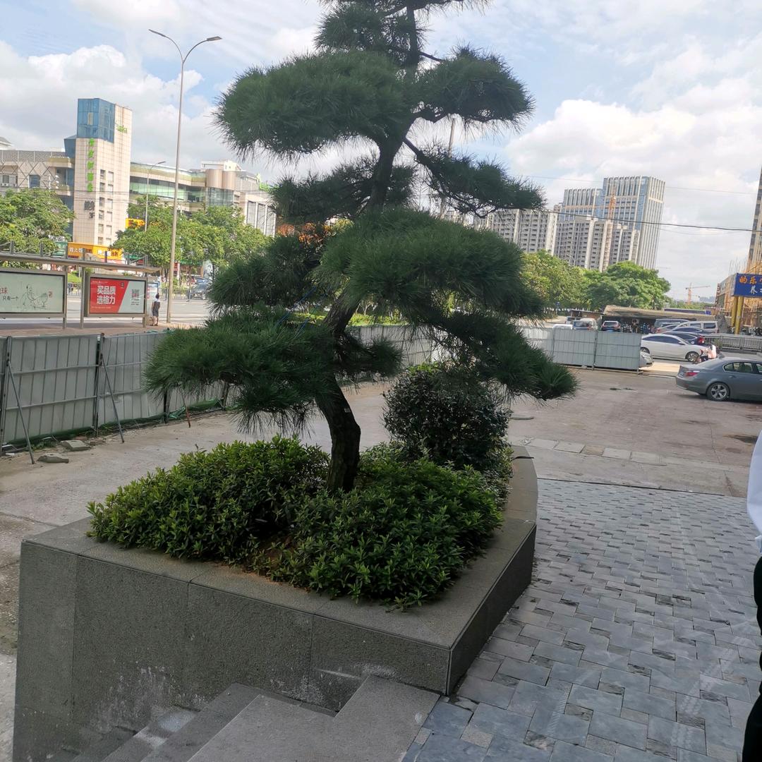 平平淡淡才是真