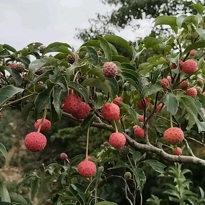 西瓜子