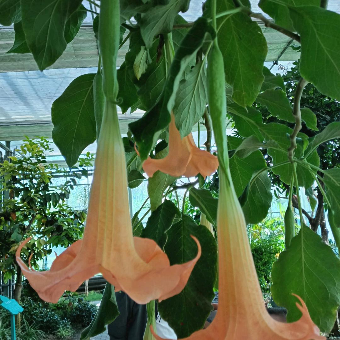 ～“思念的你”～