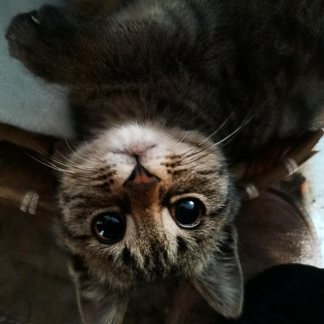 芦苇