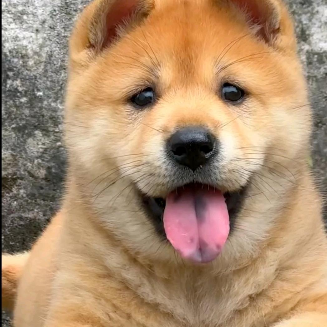 麦萌吖(中华田园犬)