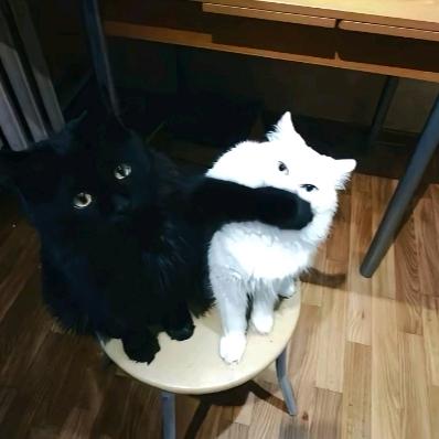 房檐旁的猫