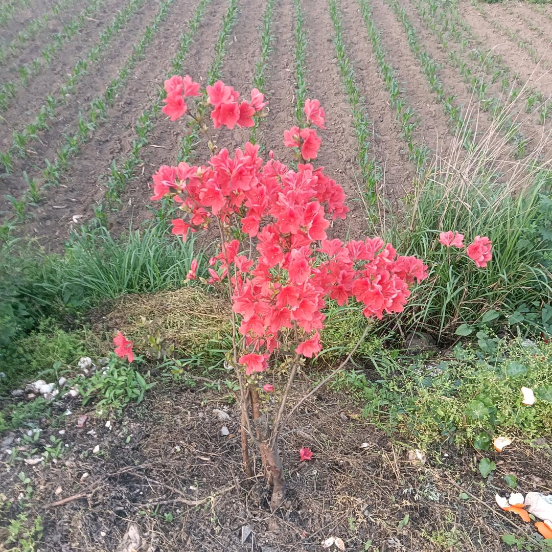 兴阳陈平肥尿玉米销售