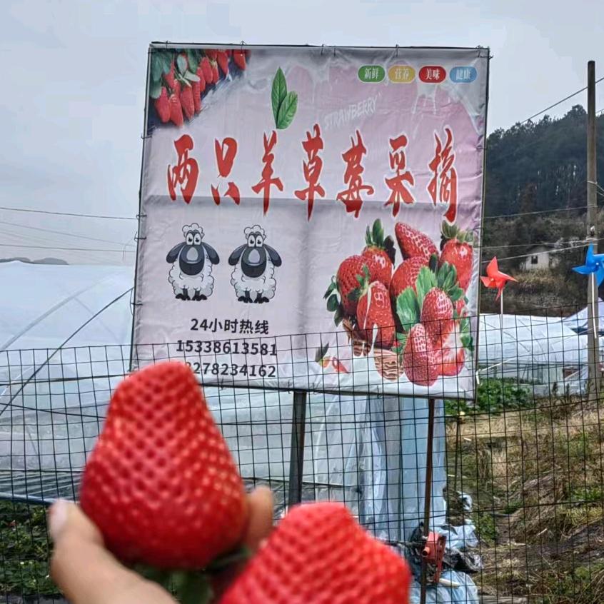 草塘两只羊草莓园