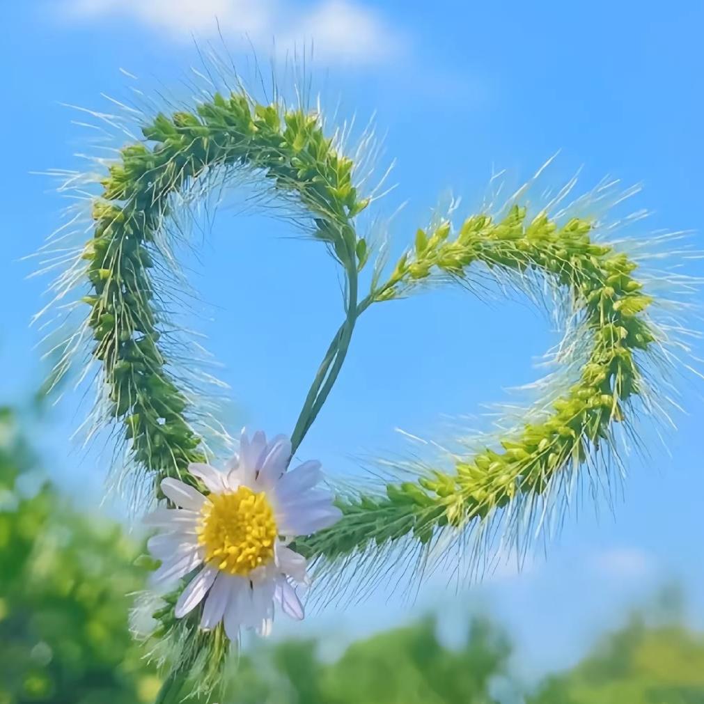 ☾⋆᭄木✨木⋆༊এ