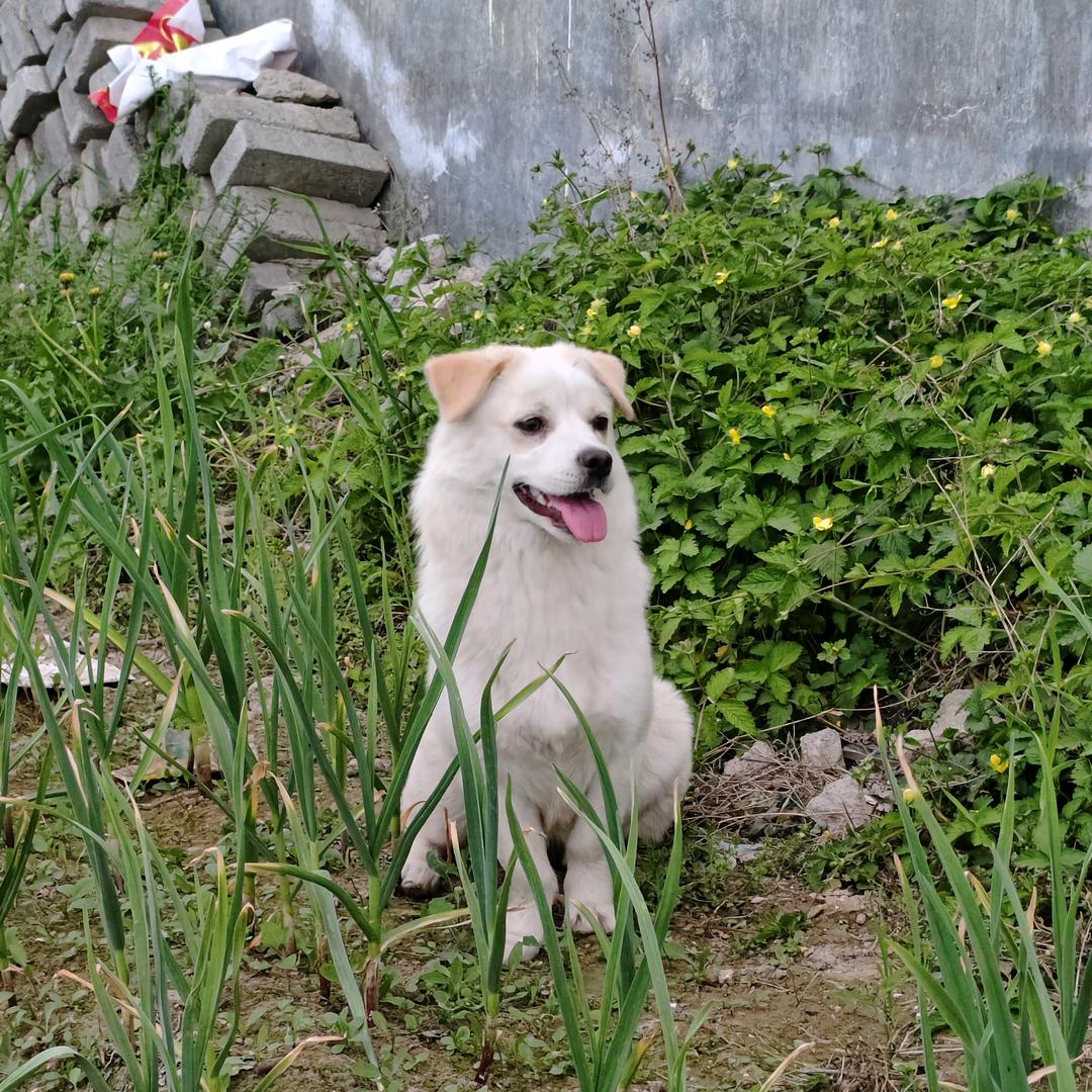 靠谱的mini猪