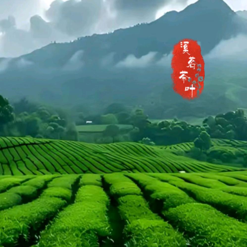 阮哥爱喝茶