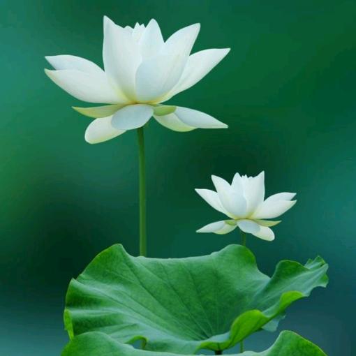 时光꧔ꦿ᭄安好