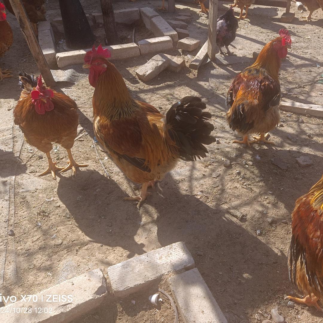 好运连连🍏🍎