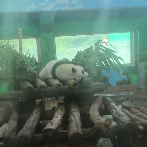 骑着耗子抓猫去