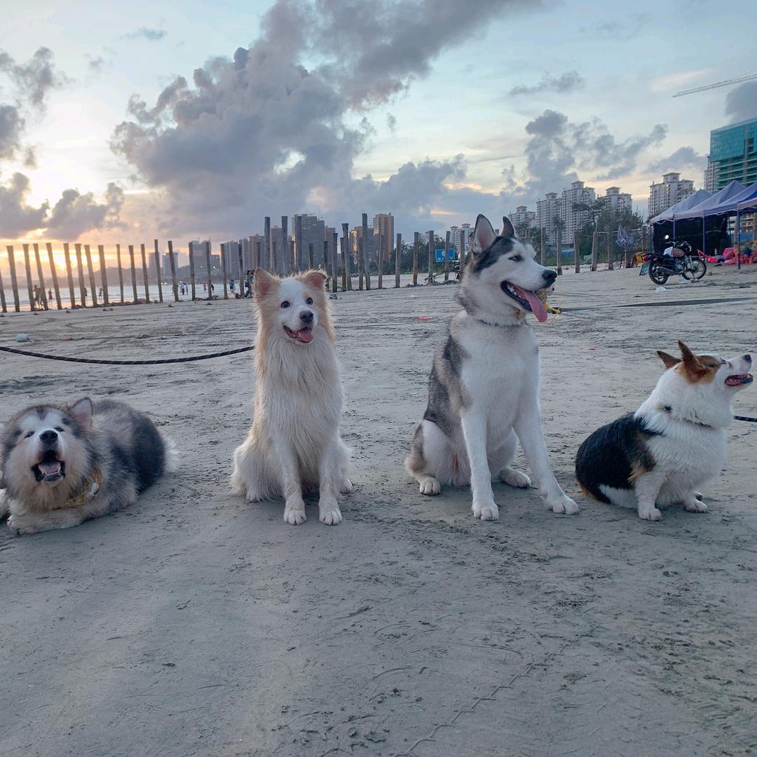 唯宠宠物乐园官方号