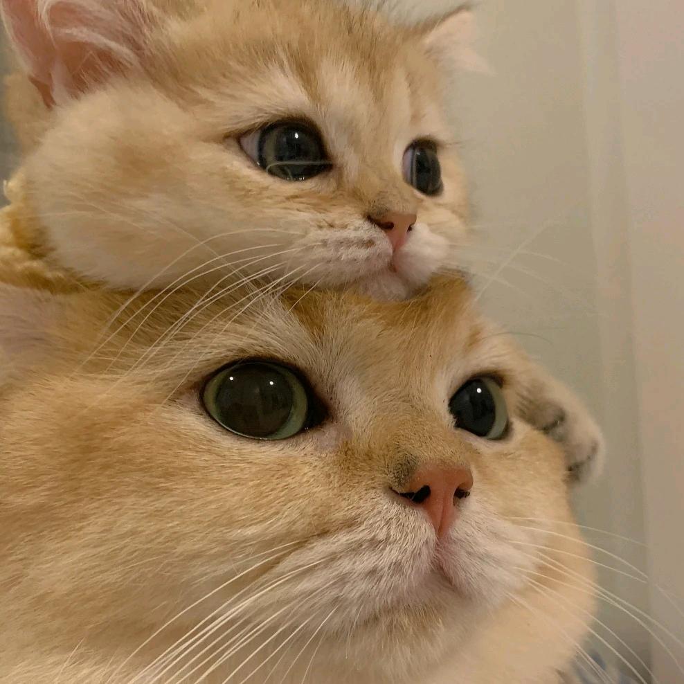 我叫猫猫猫