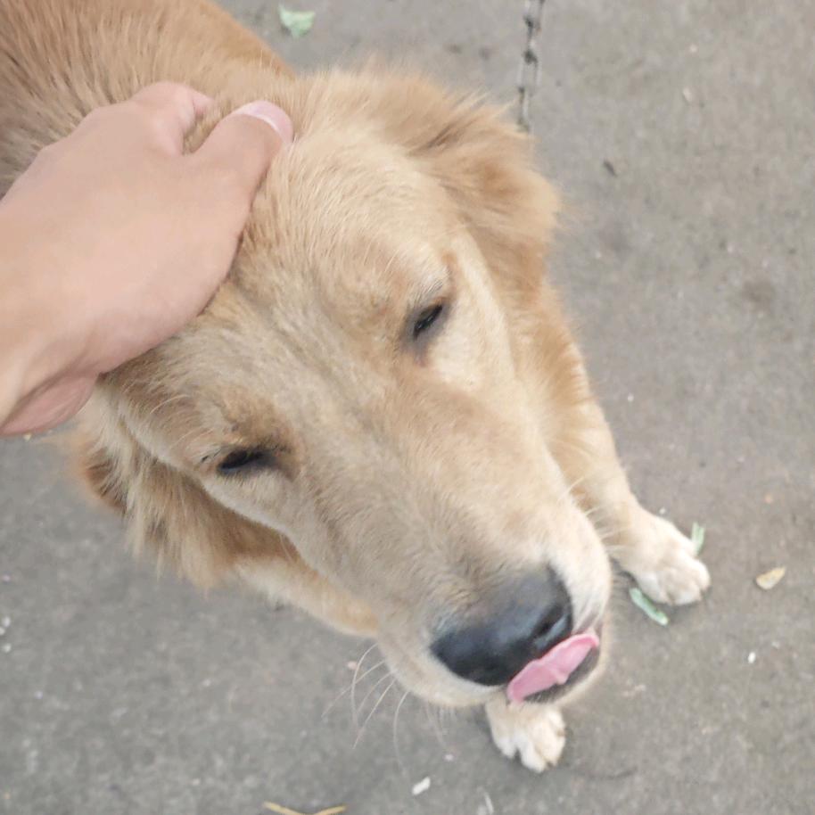 昆仑绛