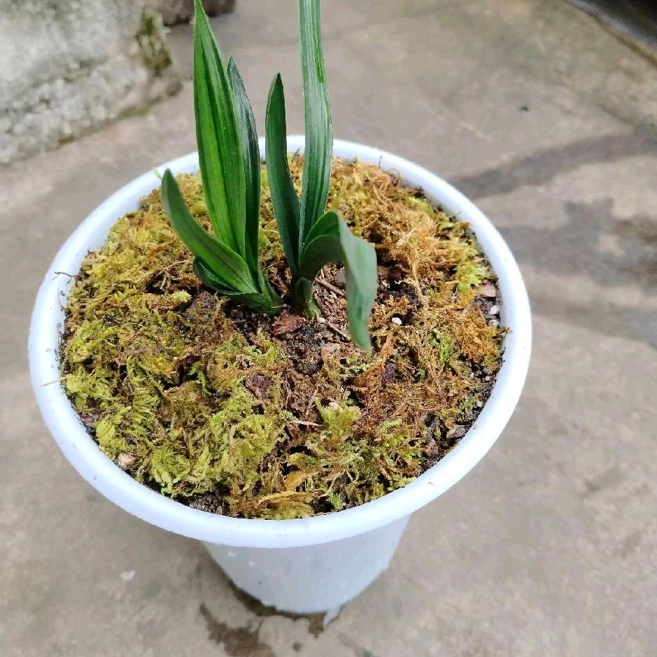 青木