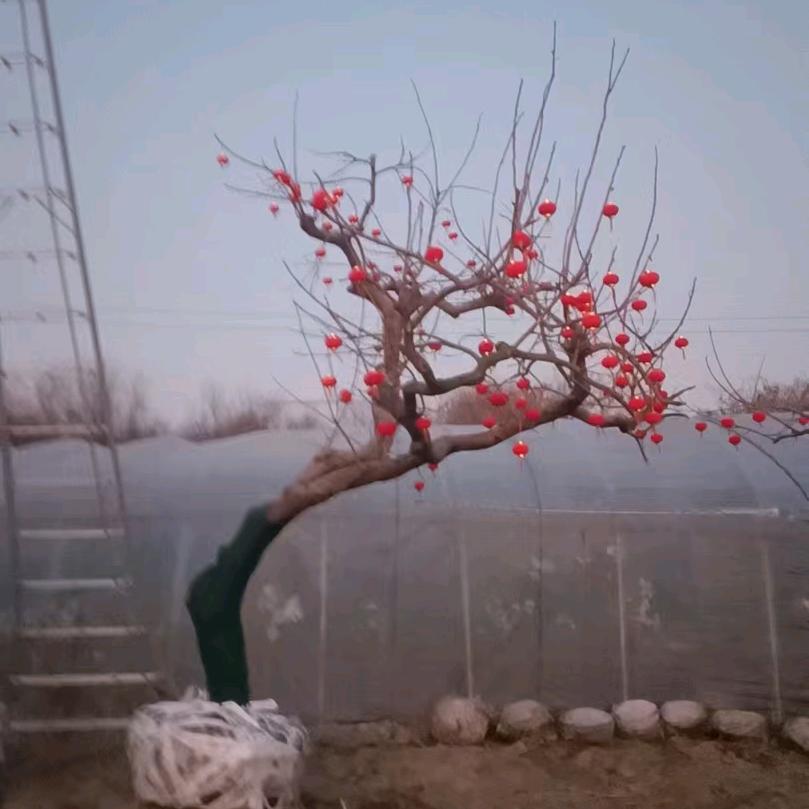 如皋玉龙草   种植基地