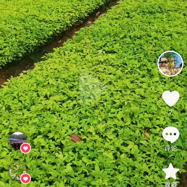 哥是农村人