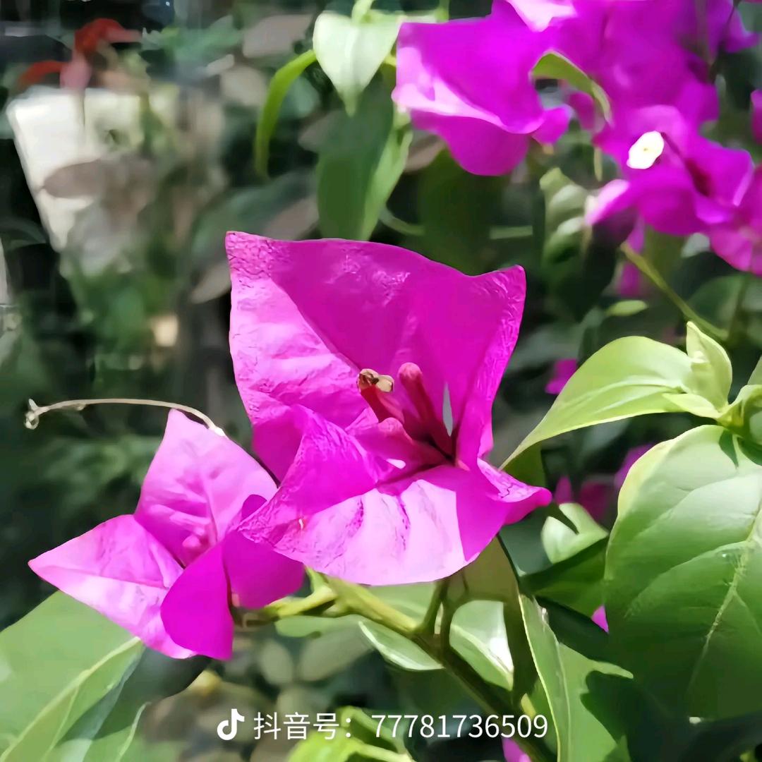 万翠英