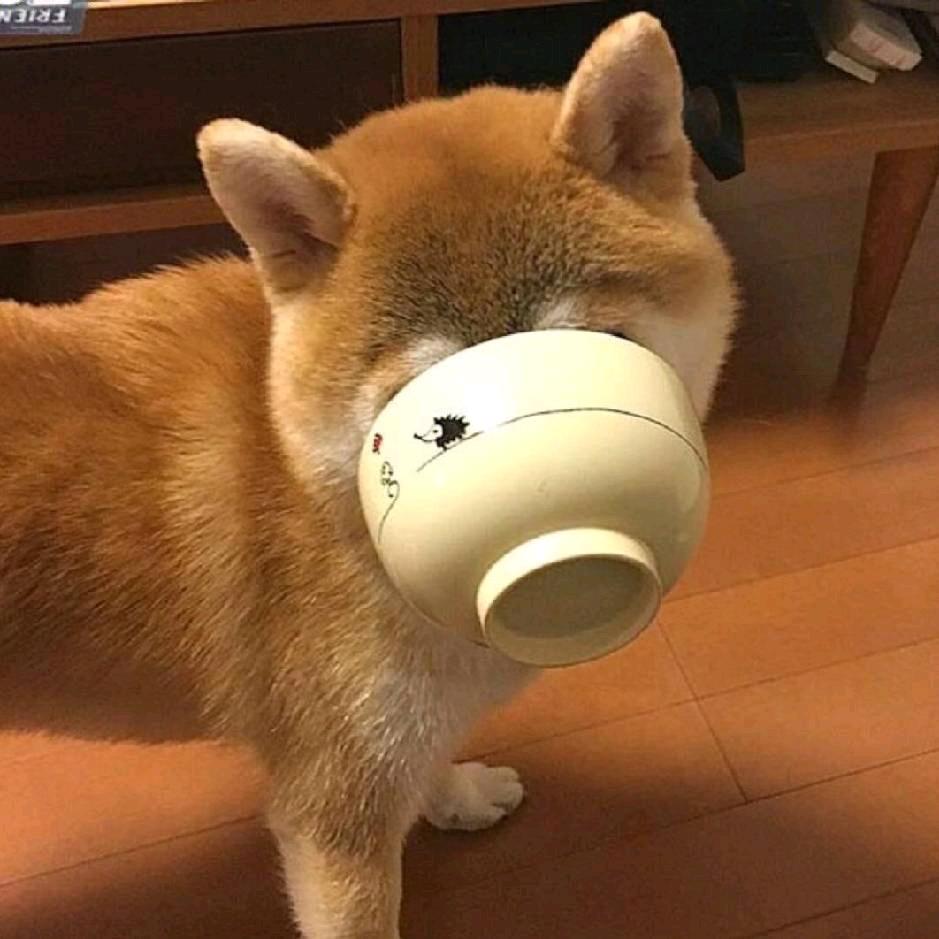 小贤文明有礼貌