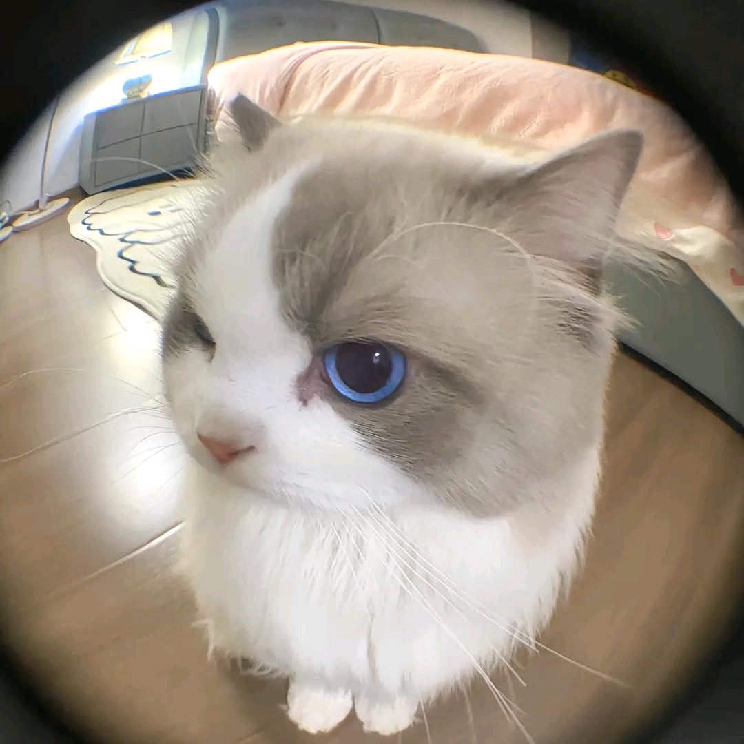 虾虾