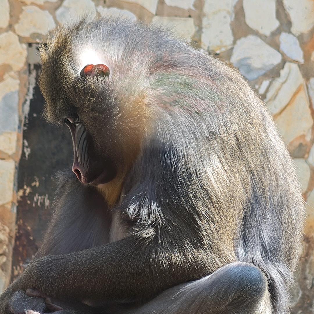 不吃姜的折耳根