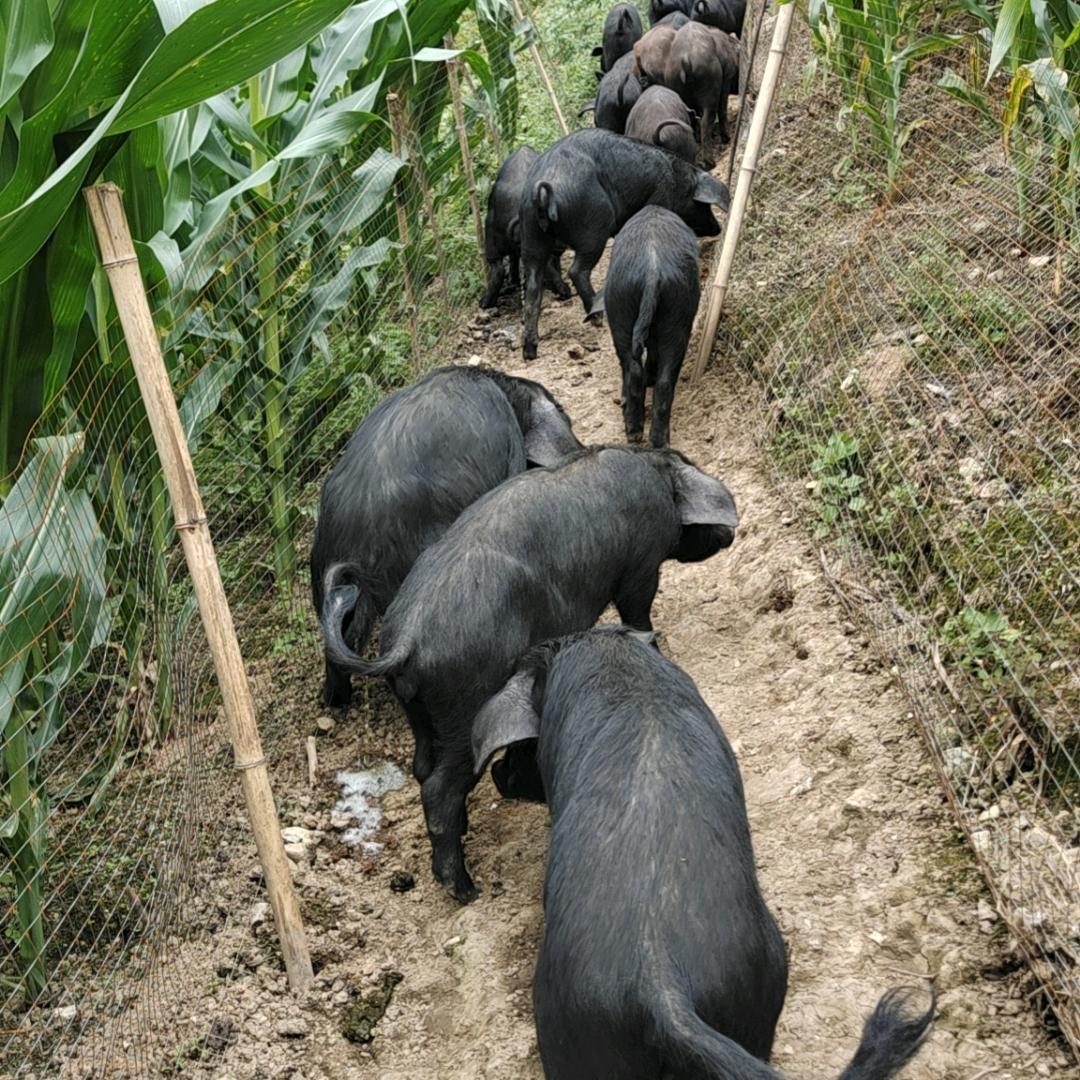 大瓦山跑山猪