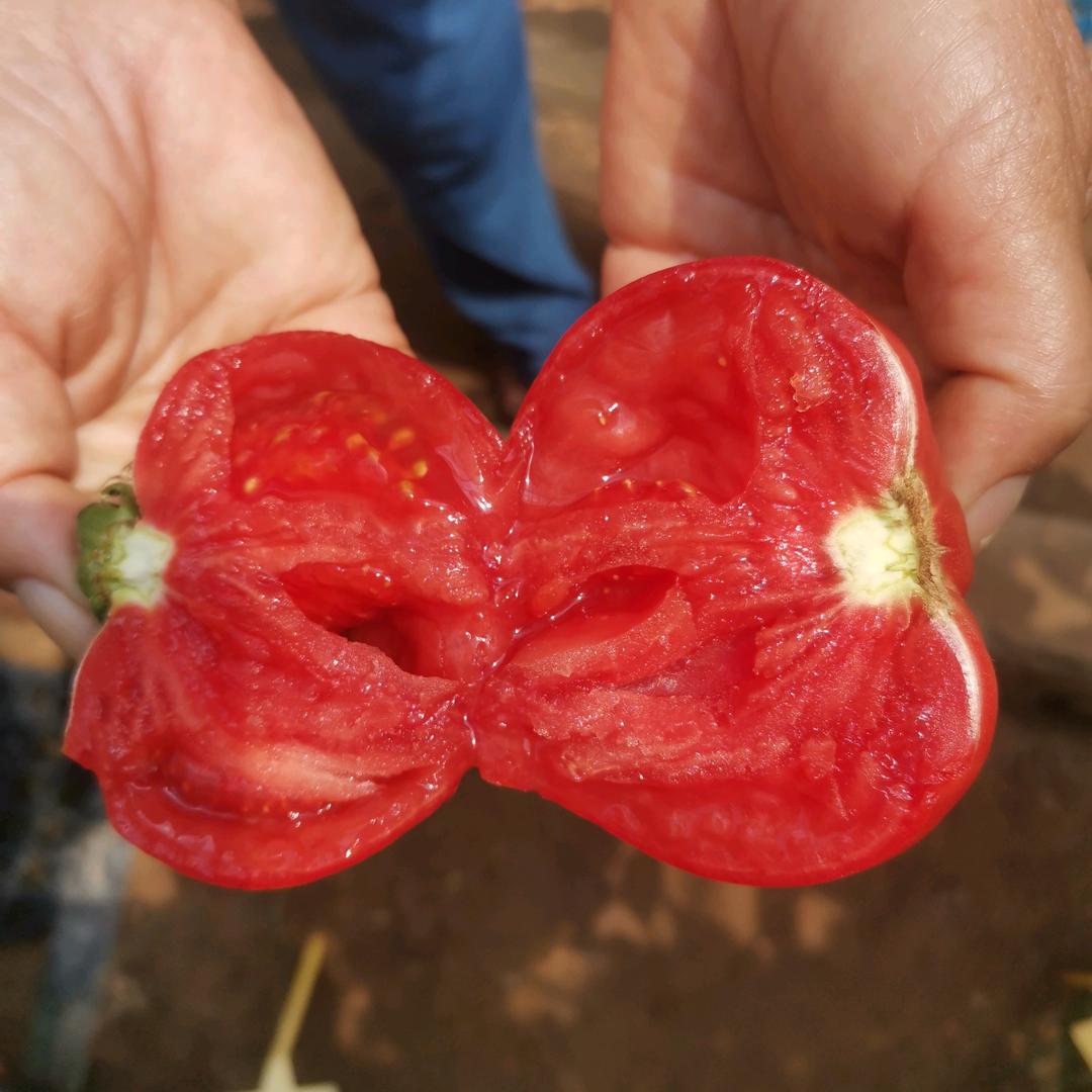 沐源晟农业种苗服务