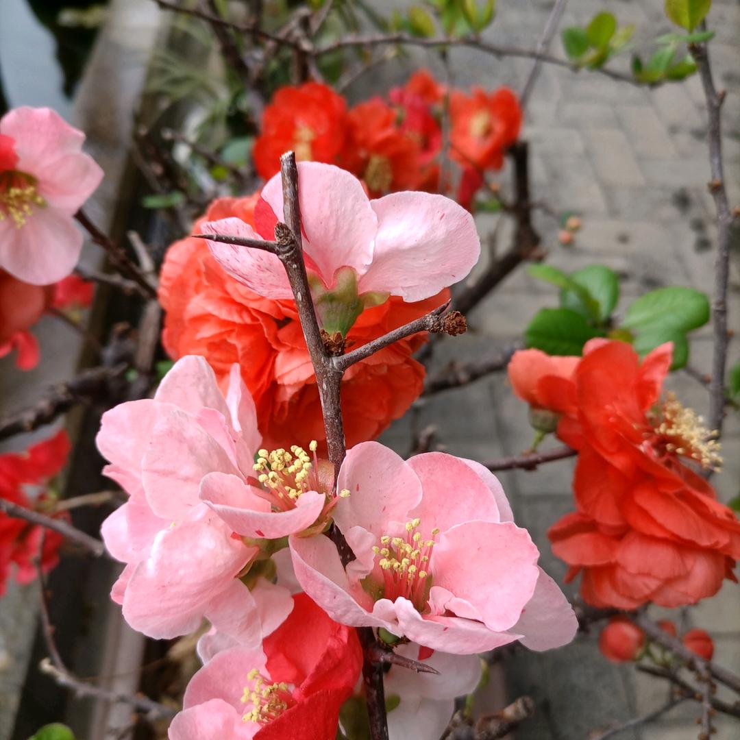 一个爱唱歌的大姐