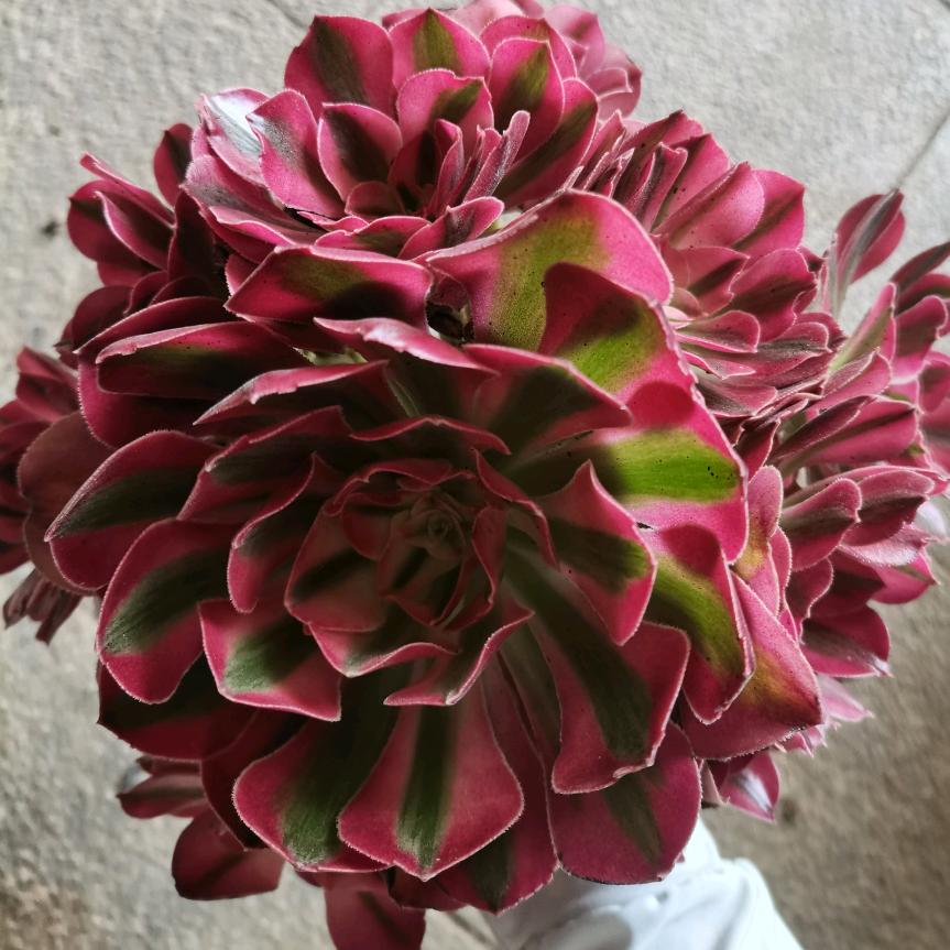 范 范