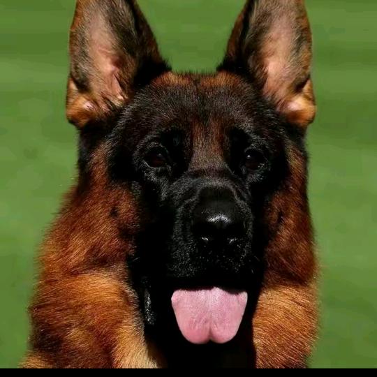 赛级德牧犬舍