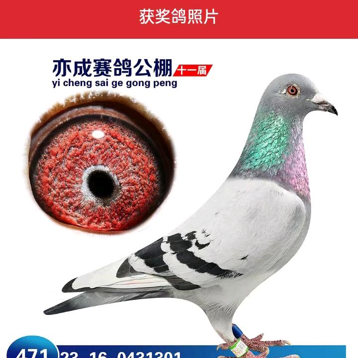 迪金战队～贺佳音