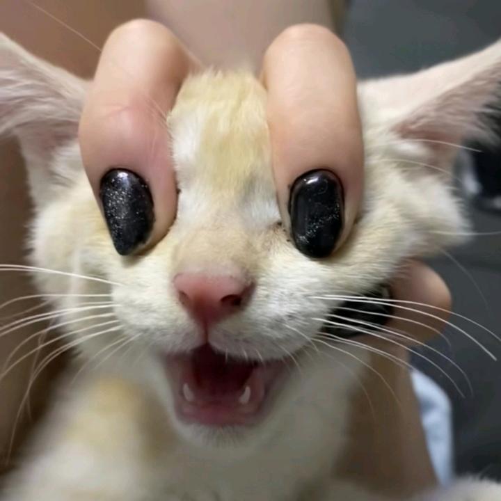 迪全