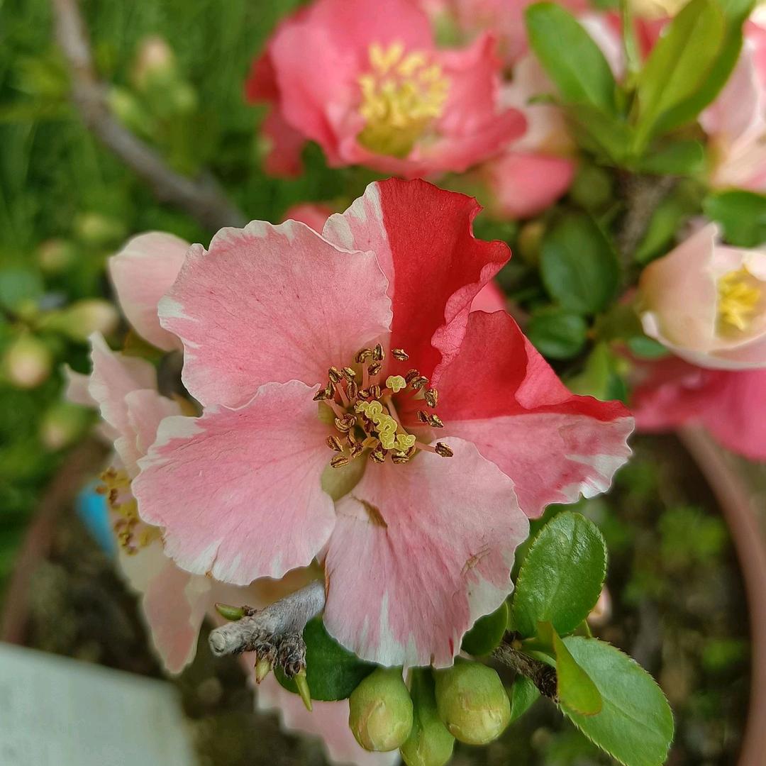 三棵橙子苗木花卉