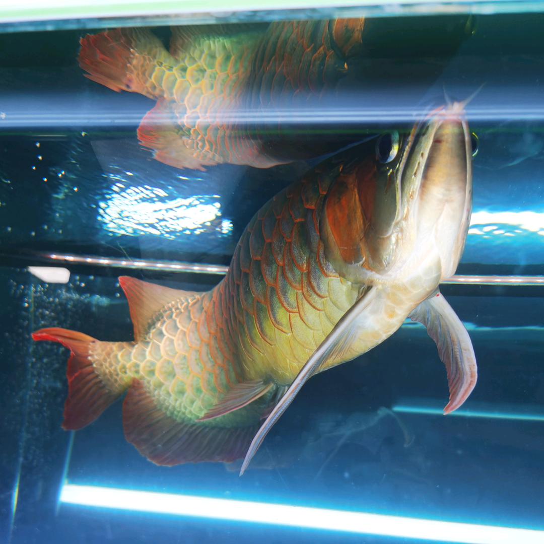 l贝贝客水族生活馆