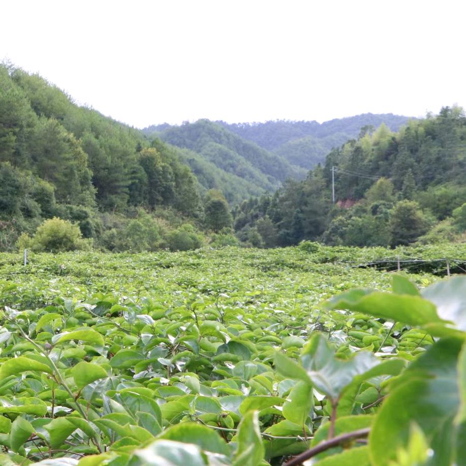 乡村振兴董小农