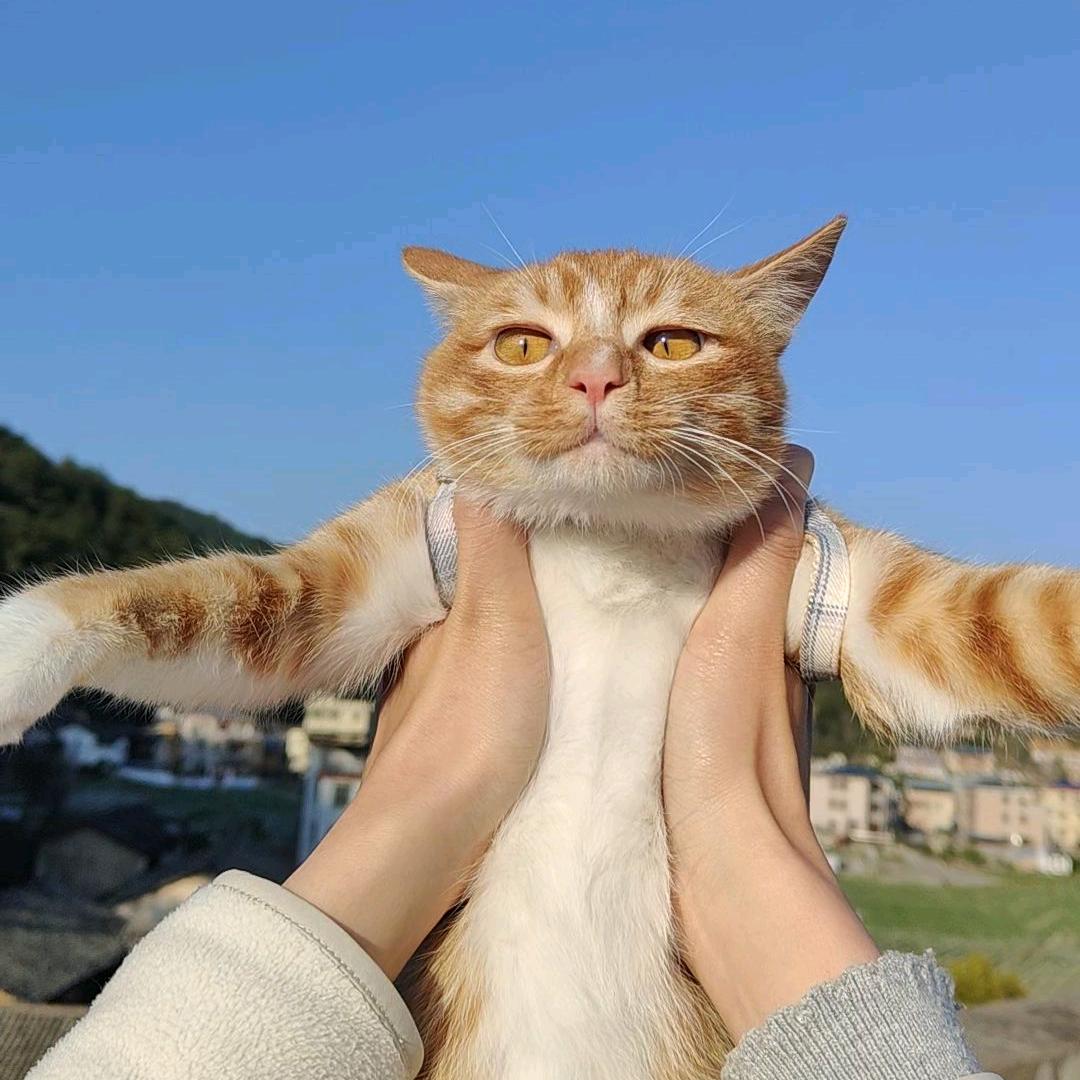 WAP.七音