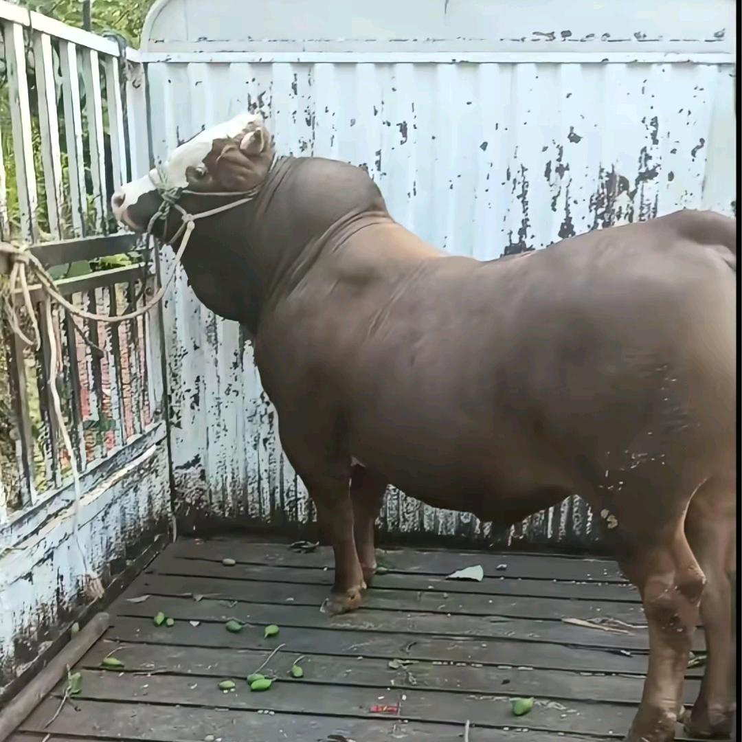 云南畜牧代收购（富生）