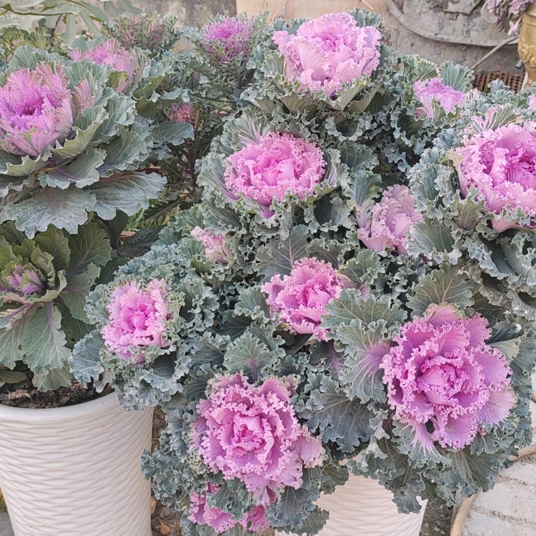 🍭好运加满🍇